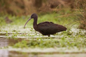 Glossy Ibis - Glamorgan