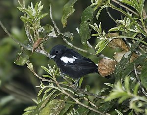 White-shouldered Tanager (male)