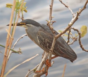 Green backed Heron near nest