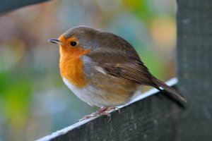 Robin that had just fed from my hand... plus a video clip to view