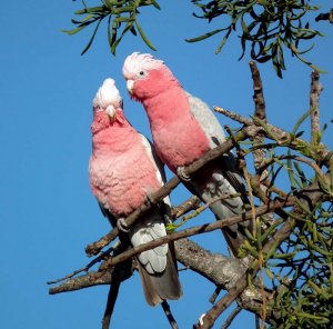 Lovers together