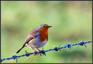 Bird on a wire