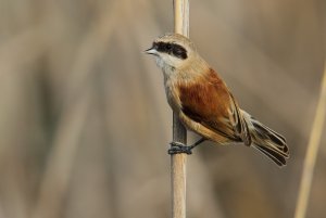 Pendulin Tit