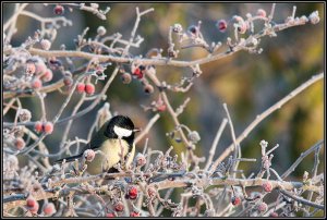 Great Tit amongst the berries.