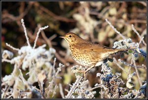 Thrush catching the morning sun.