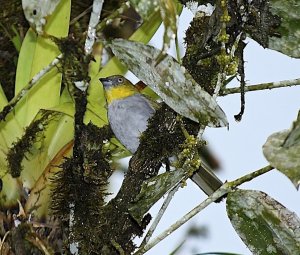 Yellow-throated Bush-tanager