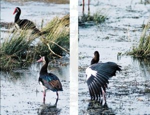 Spur-winged Goose