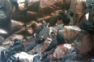 Zarcillos - Incan Terns