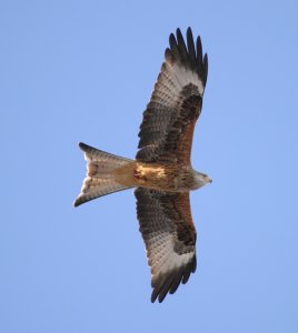 Red Kite in flight