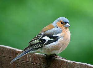 Chaffinch