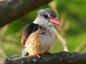 Brown-hooded Kingfisher