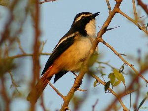 White-throated Robin-Chat