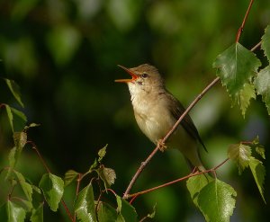 Singing it's heart out