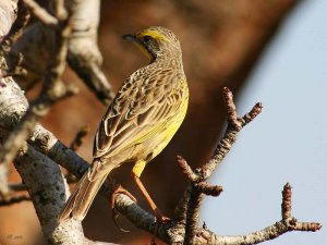 Yellow-throated Longclaw