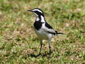 African Pied Wagtail