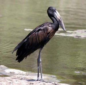 African Openbilled Stork