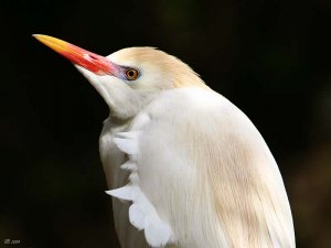 Cattle Egret