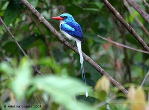 Biak paradise kingfisher
