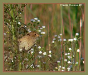 Indigo Bunting  (Juvenile)