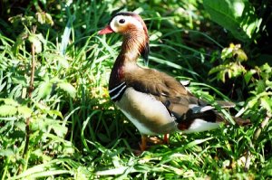 Mandarin Duck