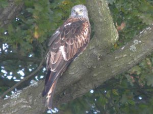 Red Kite