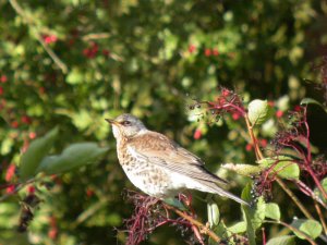 Fieldfare