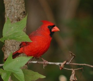 Northern Cardinal