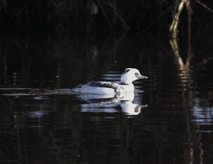 Smew