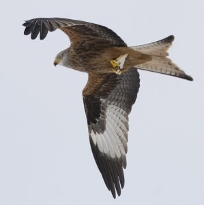 Red Kite