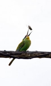 Blue-cheeked Bee-Eater