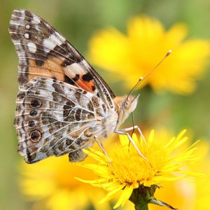 Painted Lady