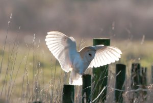 Barn Owl