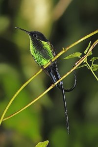 Black-billed Streamertail (male)