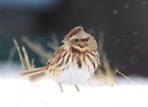 Song Sparrow