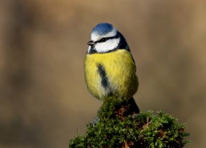 blue tit