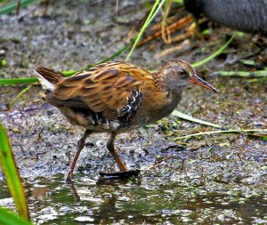 Water Rail