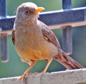 Karoo Thrush