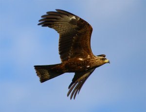 Black Kite