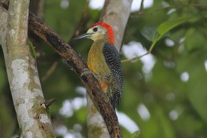 Jamaican Woodpecker (male)