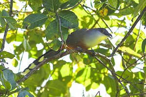 Chestnut-bellied Cuckoo