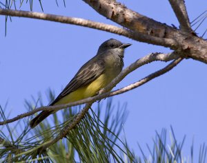 Cassin's Kingbird