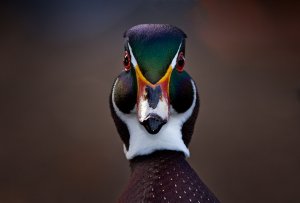 Wood Duck head on