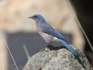 Mexican Jay, Arizona