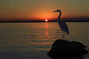 Great Blue Heron sunset