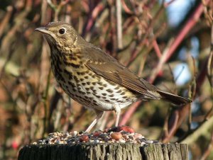 Song Thrush