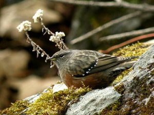 Alpine Accentor