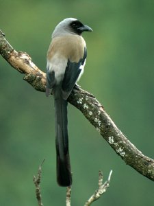 Grey Treepie