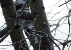 Fieldfare