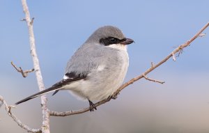 Loggerhead Shrike