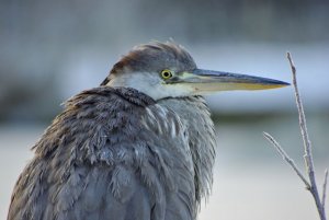 Grey Heron up close